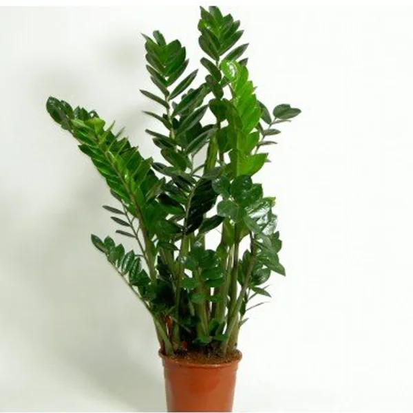 ZZ Plant