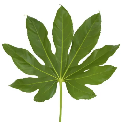 aralia green 11