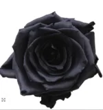 black roses1