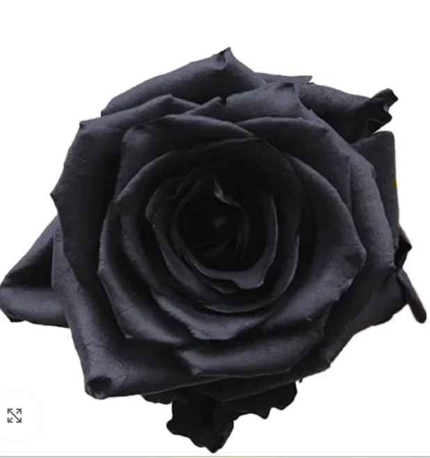 black roses black roses1