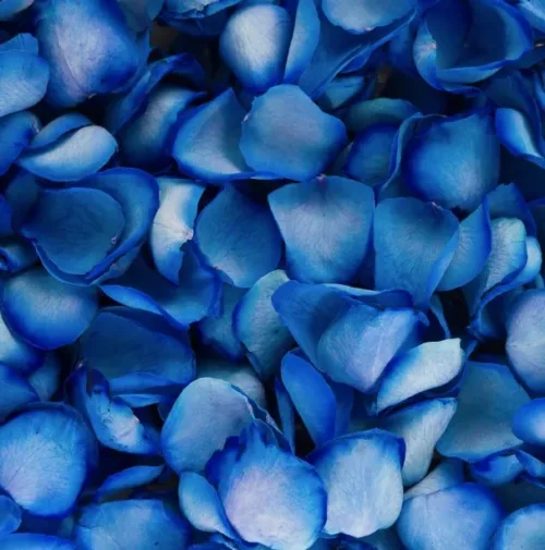 Blue Rose Petals1