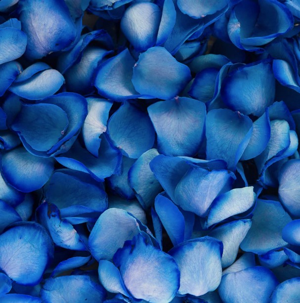 Blue Rose Petals1