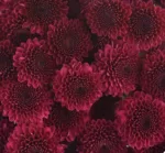 button purple togrther11