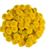 button yellow11