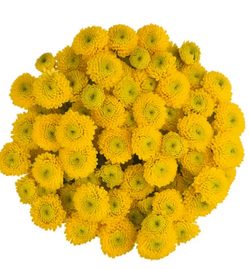 button yellow11
