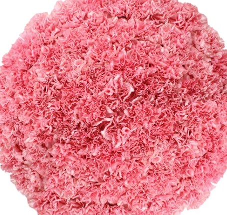 Carnations Pink - 100 Stems
