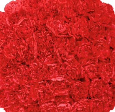 Carnations Red - 100 Stems1