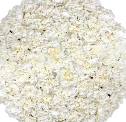 Carnations White -100 Stems