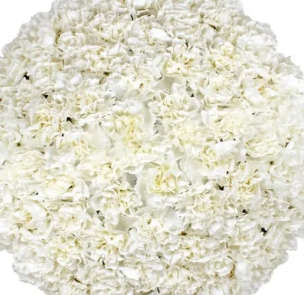 Carnations White -100 Stems1