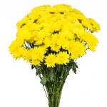 Chrysanthemum Spray Cushion Yellow