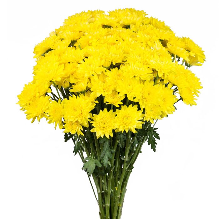 Chrysanthemum Spray Cushion Yellow