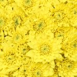 Chrysanthemum Spray Cushion Yellow