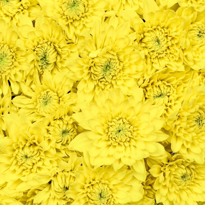 Chrysanthemum Spray Cushion Yellow