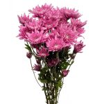 Cushion Flowers – Shade of Light Purple