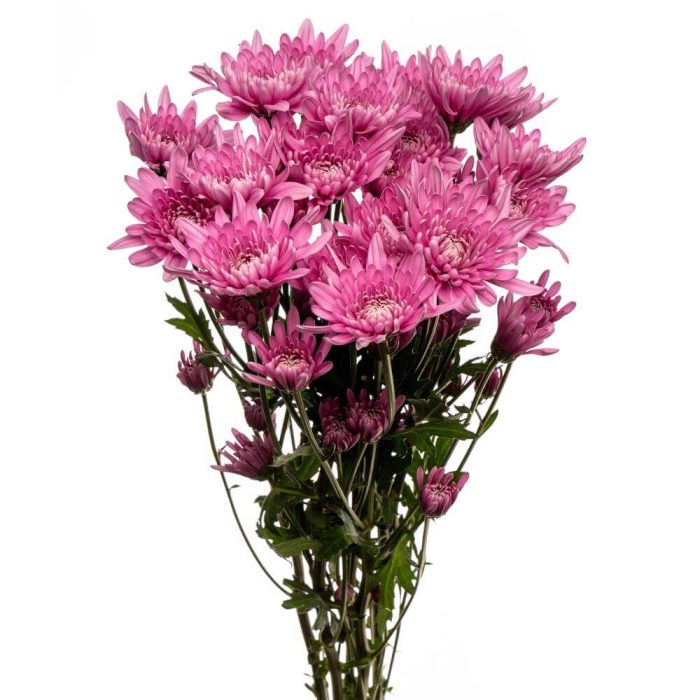 Cushion Flowers – Shade of Light Purple
