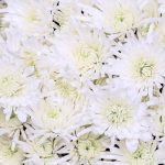 chrysanthemum-white1