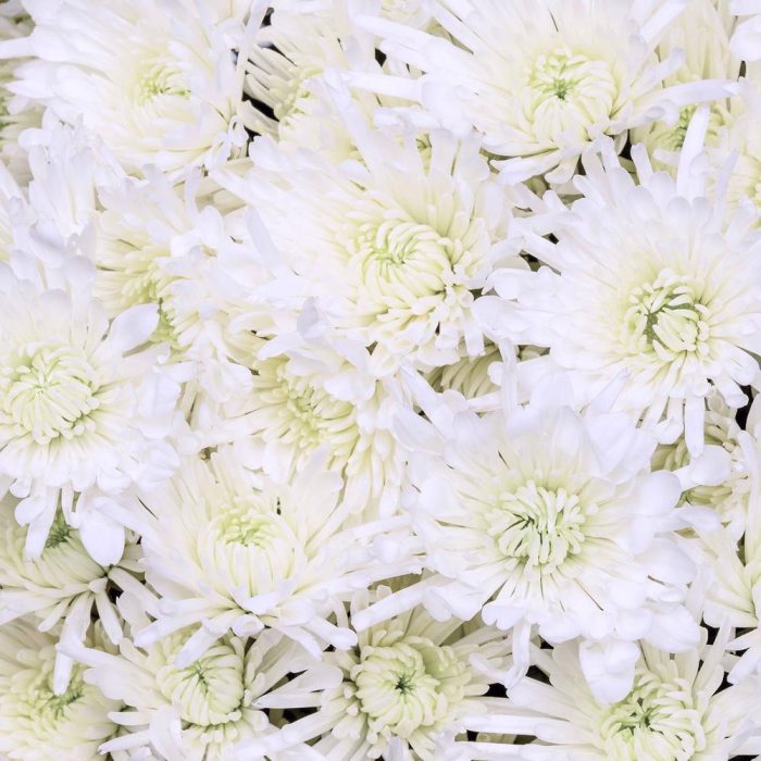 chrysanthemum-white1