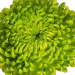 Green Cremon - Chrysanthemum (Disbuds)