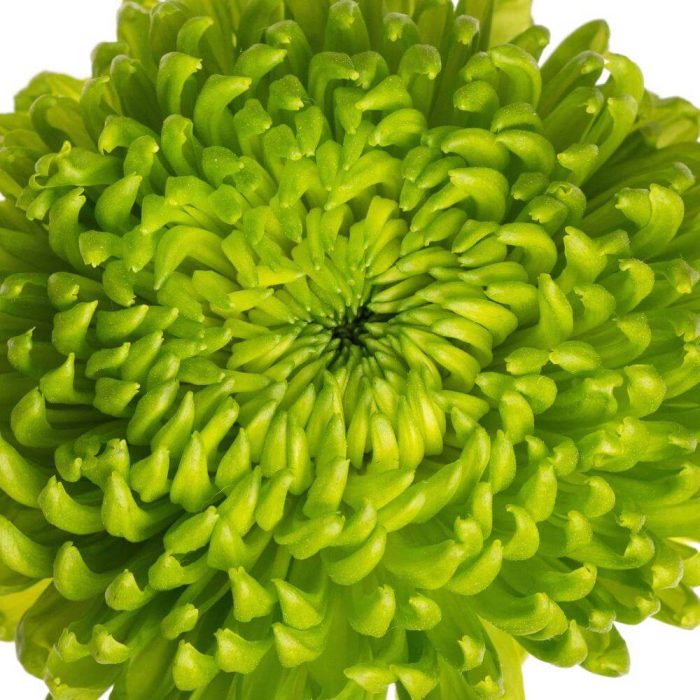 Green Cremon - Chrysanthemum (Disbuds)