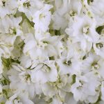 Bulk White Delphinium