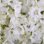 Bulk White Delphinium11