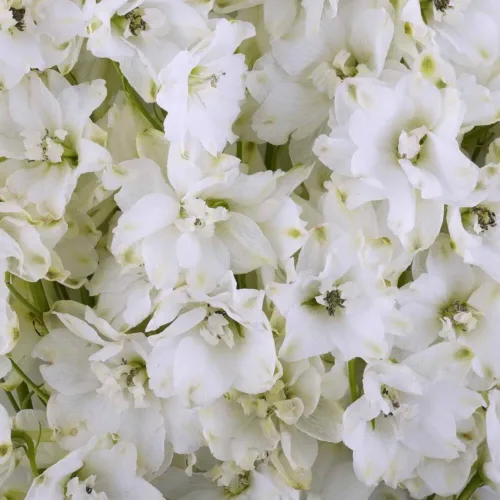 Bulk White Delphinium1