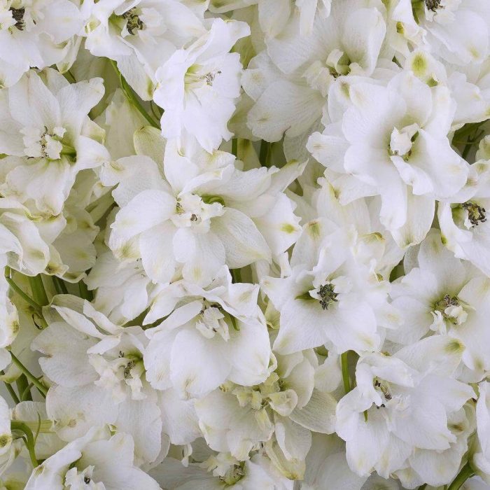 Bulk White Delphinium