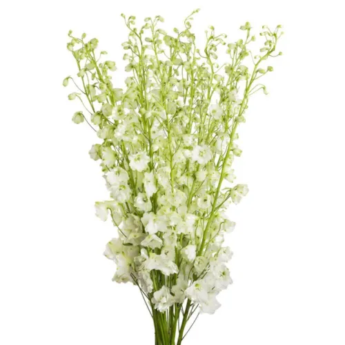 Bulk White Delphinium1