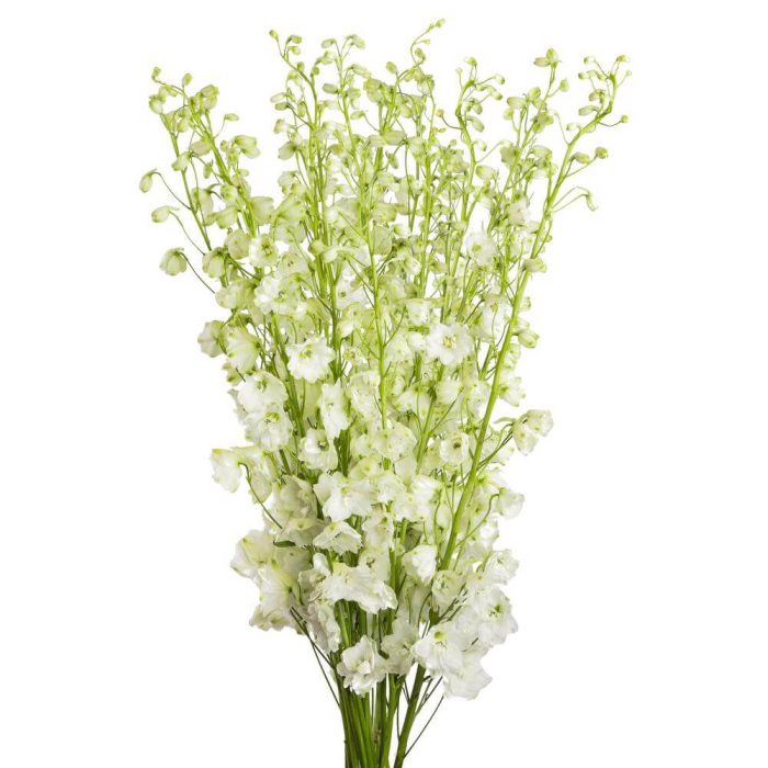 Bulk White Delphinium