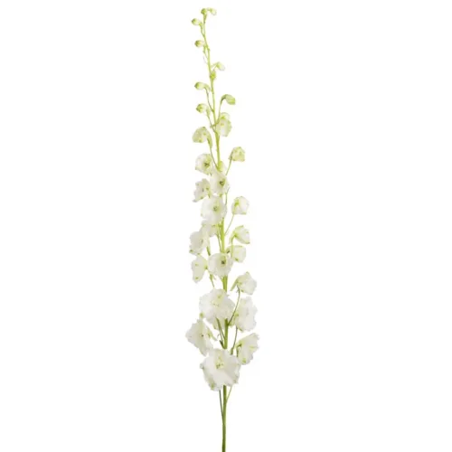 Bulk White Delphinium11