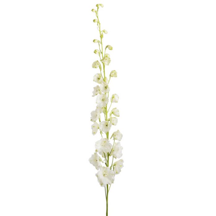 Bulk White Delphinium