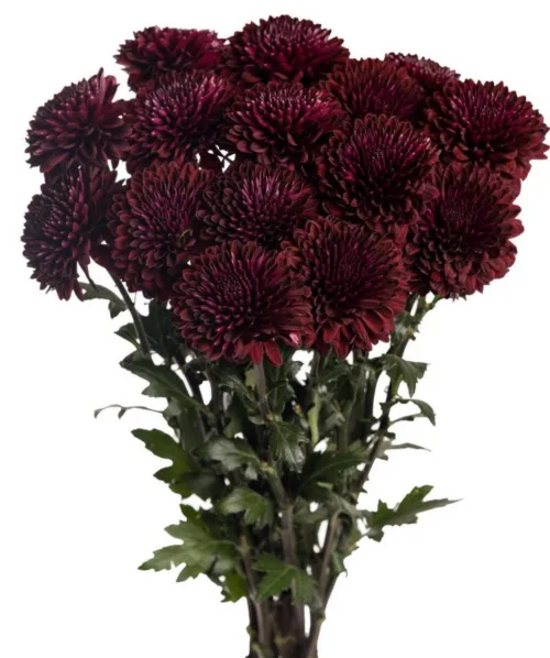 disbud chrysanthemum11