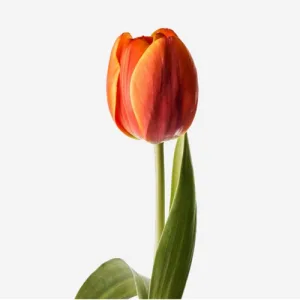 dutch tulip persimmon stem 2