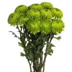 Green Cremon - Chrysanthemum (Disbuds)11