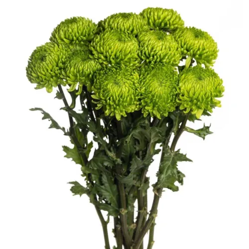 Green Cremon - Chrysanthemum (Disbuds)1