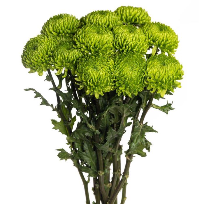 Green Cremon - Chrysanthemum (Disbuds)