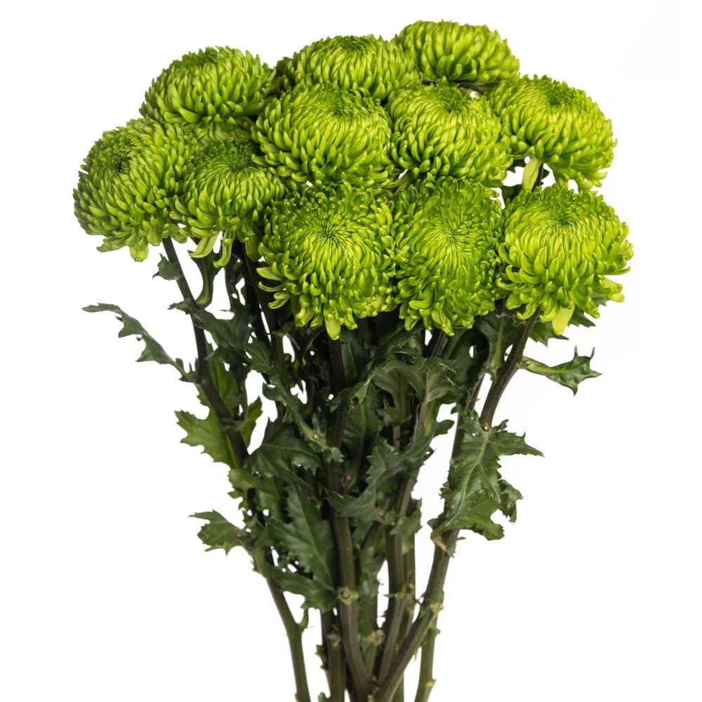 green cremon Green Cremon - Chrysanthemum (Disbuds)1