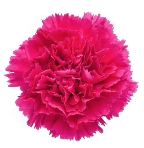 Carnations Hot pink11