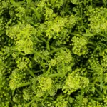 lepidium11