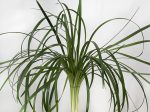 lilies-grass.