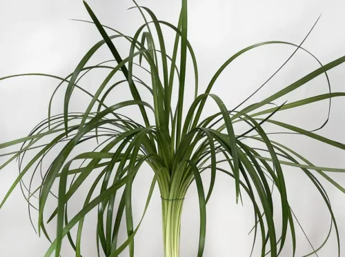 lilies-grass11