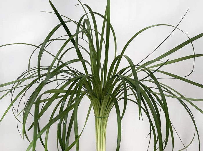 lilies-grass.