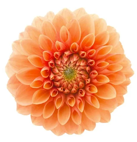 Orange Dahlia11