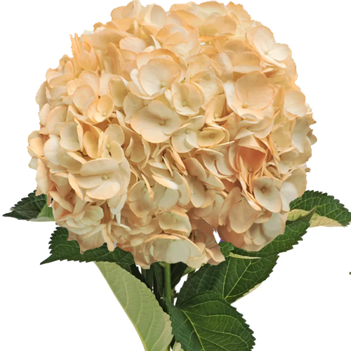 Hydrangea Peach – Only Pickup