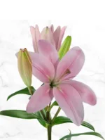 Pink Asiatic Lily11
