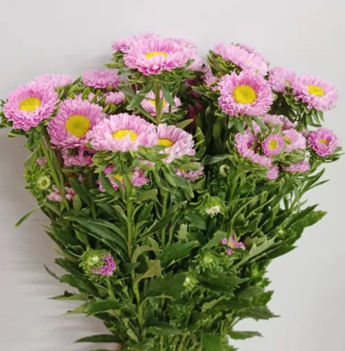 pink aster11