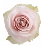 pink mondial roses11