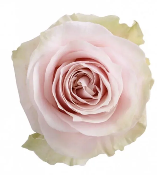 pink modial roses pink mondial roses11