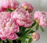 pink peonies1