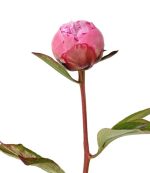 Peonies Pink1